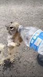 Squirrelsgroup
