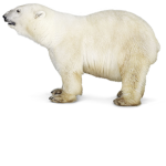 Polar Bears Polaris