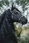 Game’s Équitation