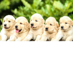TROLLDOGS