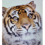 Tiger people people