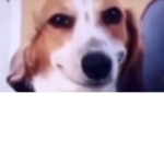 Capoi