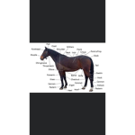 Horse rockers