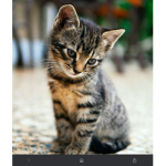 Kittys wonderful world of joy
