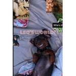 Leo’s World!
