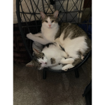 Willy and Pearl Fan Group