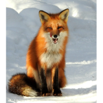 Fox clàn