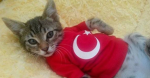 ############# ozel grup