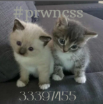 #prwncss