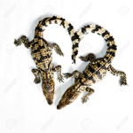Crocodile Kingdom