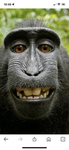 Monkeys bobux