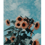 Sunflowers....