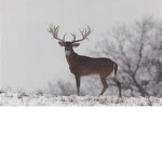 DEERHUNTING