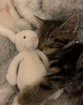 Cute kitty’s yay