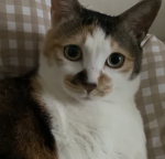 로블하는 고양이