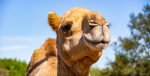 Kool Camel Club