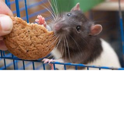Survival The Rat The Killer