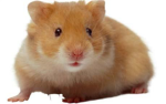 Hamster Lovers (HL)