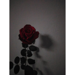 Dark Reds