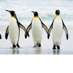 Poland Penguins