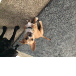 My cute little puppy