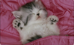 Kittyyyyyyyyyyyyyyyyyyyyyyyyyyy