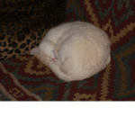 CatCity