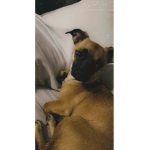 The friend dog gang