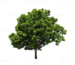 MustardTree