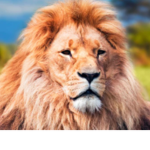 The Cute Cool Animal ######## Club! Join today!