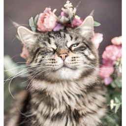 🌸