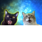 Talking Kitty Cat Fans