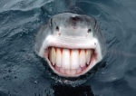 The emblem of sharkie