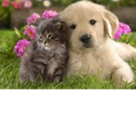 cat and dog :D