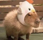 capybara clan army