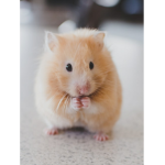 Cyan Hamster Army!