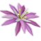 Paradise Petal produce