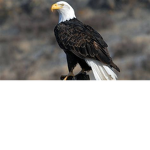 Eagle Devs