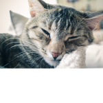 Kittttttttten group