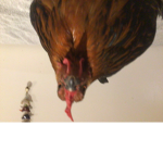 Chicken clubbbbbbb