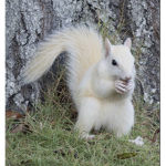<3 Squirrels <3