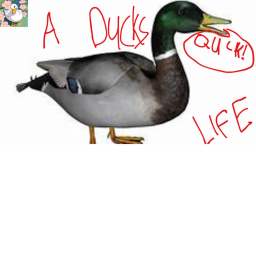 a ducks life(beta)