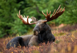 Alces Corporation