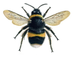+*~.bees.~*+