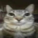 Gatos gueros