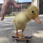 froggy ducks