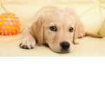 mr dog