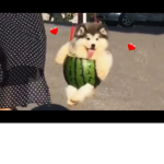 Le Watermelons