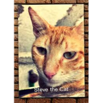 Steven el Gato