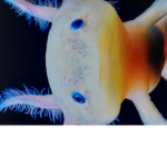 The Axolotl ninjas